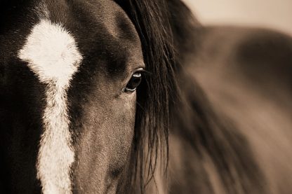 Dark Eyes Canvas by Lisa Dearing