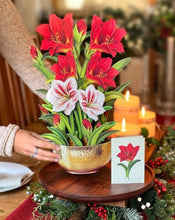 Load image into Gallery viewer, Fresh Cut Scarlet Amaryllis