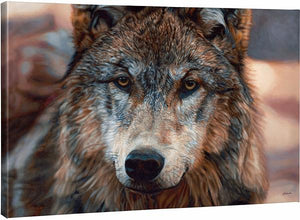 Northern Gaze Wolf Canvas by John Aldrich