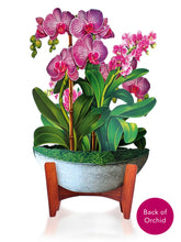 Load image into Gallery viewer, Fresh Cut Orchid Oasis