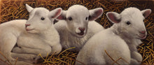 Load image into Gallery viewer, Three of a Kind - Lambs Original by Jerry Gadamus